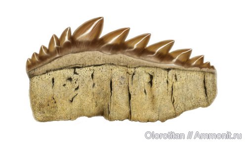 палеоген, зубы, акулы, Notidanodon, Hexanchiformes, teeth, sharks