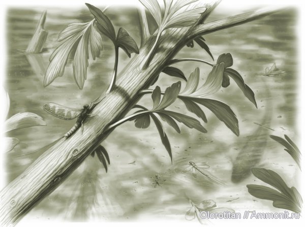 гинкгофиты, Psygmophyllum