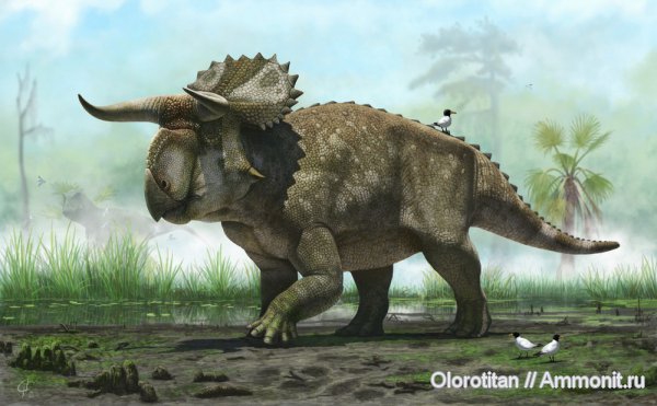 цератопсы, Nasutuceratops, Nasutoceratops