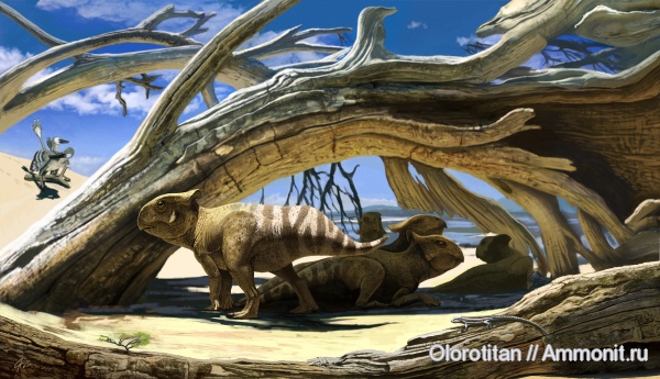 динозавры, цератопсы, протоцератопсы, Ceratopsia