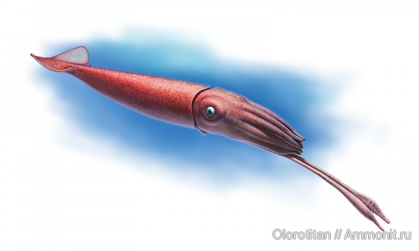 белемниты, Каргортский, belemnites