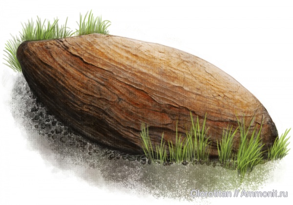 конкреции, Каргортский