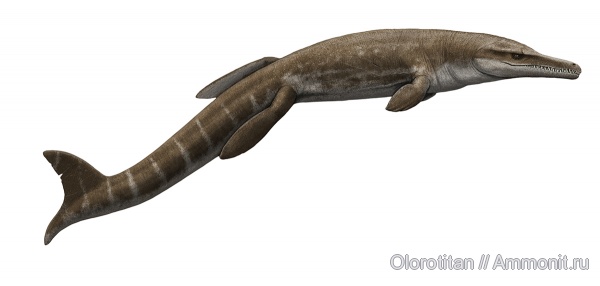 крокодилы, Metriorhynchidae, Plesiosuchus, Thalattosuchia
