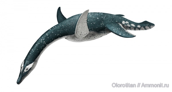 плезиозавры, Plesiosauria, Macroplata