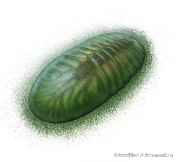 венд, Proarticulata, Cyanorus, Vendian