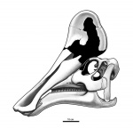 реконструкция черепа Amurosaurus