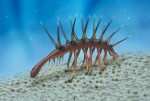 Hallucigenia sparsa