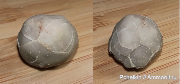 иглокожие, ордовик, Cryptocrinites, cryptocrinites laevis