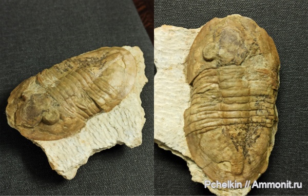 трилобиты, ордовик, Pseudoasaphinus, Лопухинка, pseudoasaphinus tecticaudatus