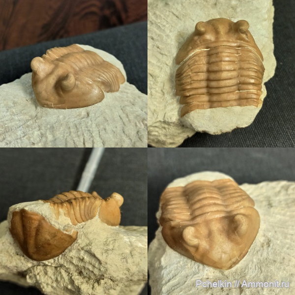 ордовик, Вильповицы, Asaphus, Asaphus cornutus