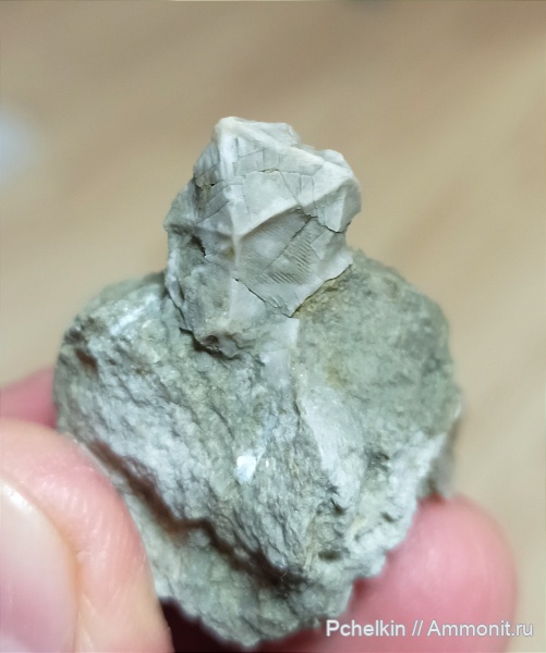 иглокожие, ордовик, Cheirocystis, Волхов