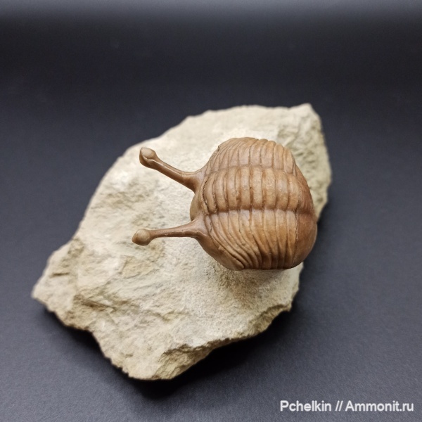 трилобиты, ордовик, Asaphus, Asaphus kowalewskii