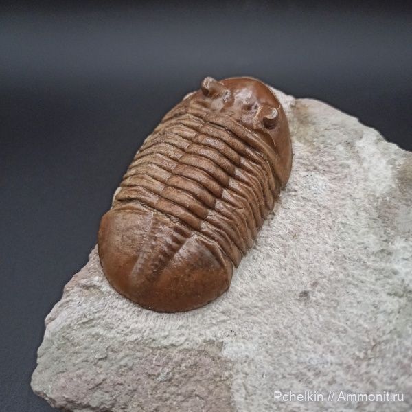 трилобиты, ордовик, Asaphus, Asaphus lepidurus