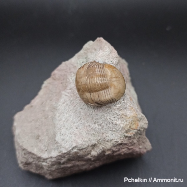 трилобиты, ордовик, Dysplanus, Dysplanus babinoensis