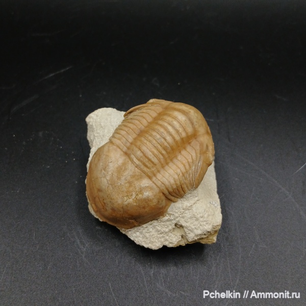 трилобиты, ордовик, Illaenus, Illaenus oblongatus