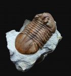 Крупнячок Asaphus latus