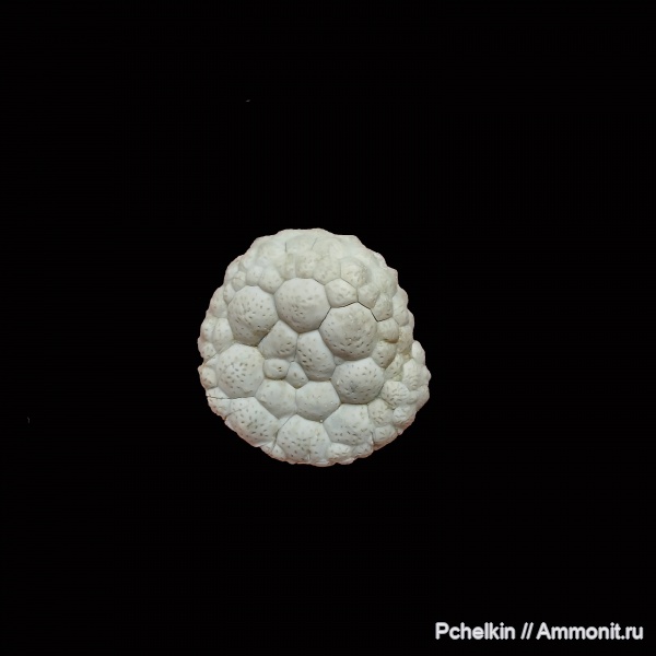 иглокожие, ордовик, Protocrinites, protocrinites fragum