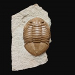 Новогодний Asaphus latus