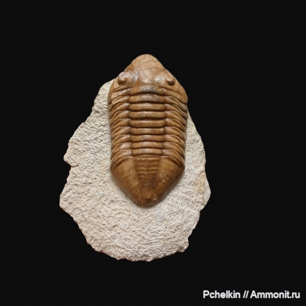 трилобиты, ордовик, Delphasaphus delphinus, Delphasaphus