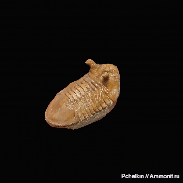 трилобиты, ордовик, Asaphus, Asaphus intermedius