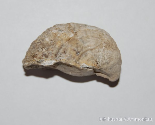 брахиоподы, Пески