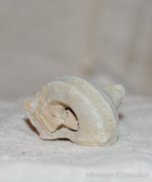 гастроподы