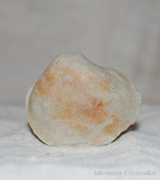 двустворчатые моллюски