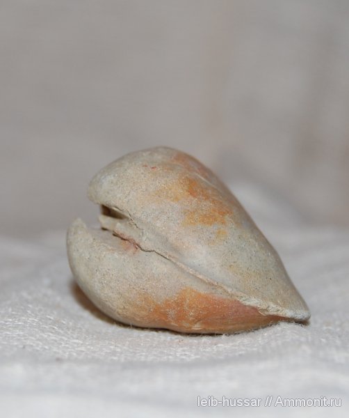 двустворчатые моллюски