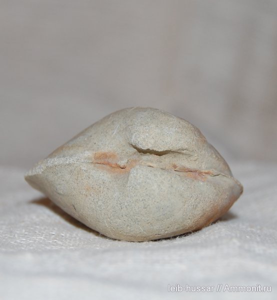 двустворчатые моллюски