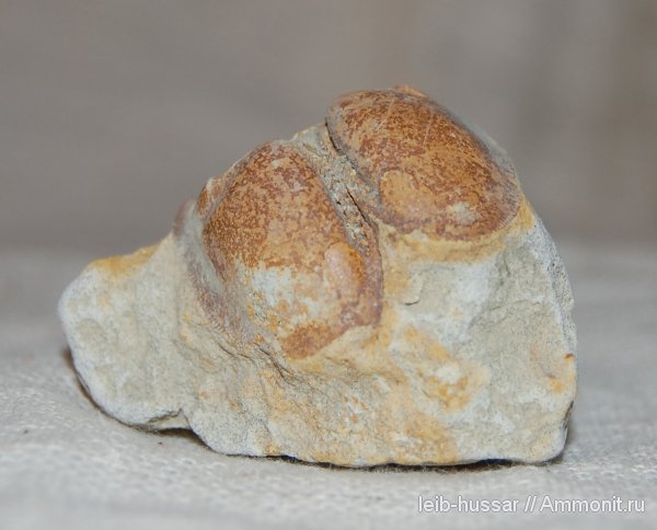 двустворчатые моллюски