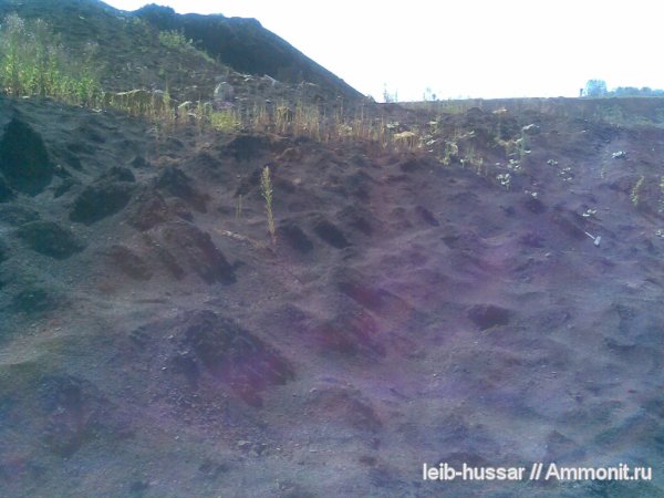 карбон, юрский период, Домодедовский карьер, Jurassic