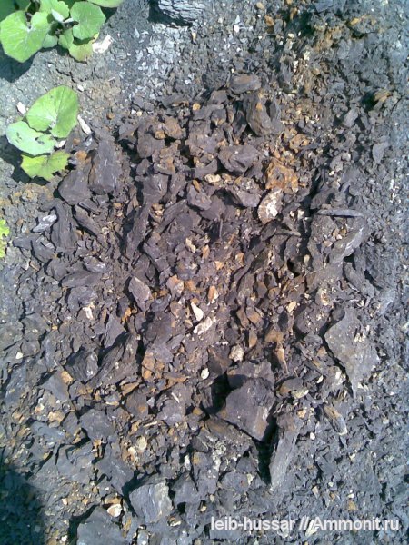 юрский период, Домодедовский карьер, Jurassic