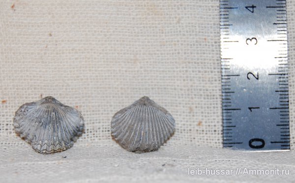 брахиоподы, Пески, юрский период, Cardinirhynchia, Rhynchonellida, Jurassic