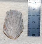 Обломок раковины двустворчатого моллюска Ctenostreon sp.