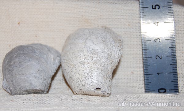 Пески, юрский период, двустворчатые моллюски, Gryphaea, Jurassic