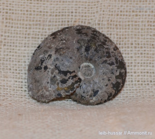 аммониты, Еганово, Ammonites аммониты, Еганово, Ammonites