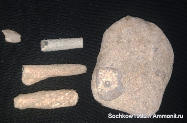 морские ежи, иглокожие, аптский ярус, иглы морских ежей, р. Губс