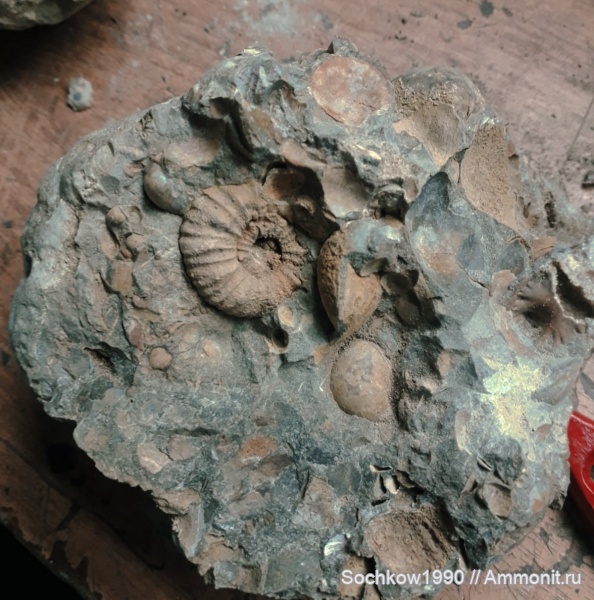 аммониты, апт, Acanthohoplites, р. Губс