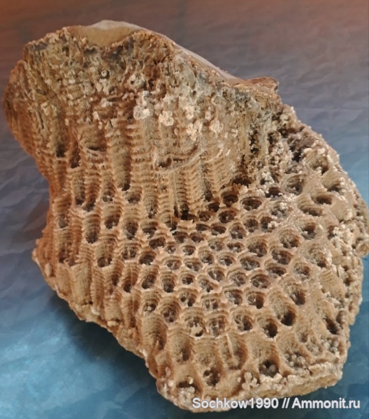 кораллы, кишечнополостные, беспозвоночные