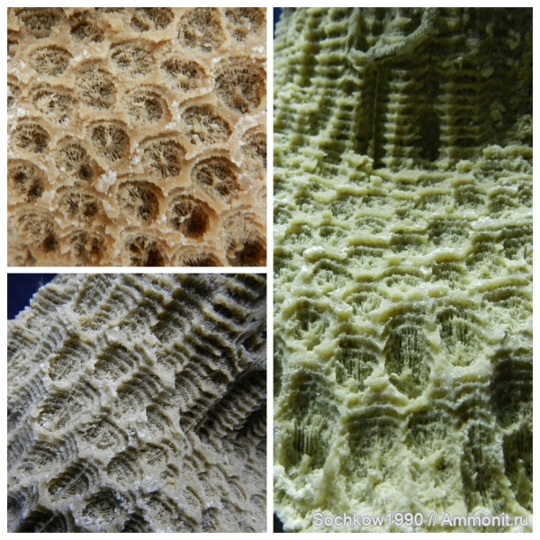 кораллы, кишечнополостные, Краснодарский край, р. Губс, Мостовский район