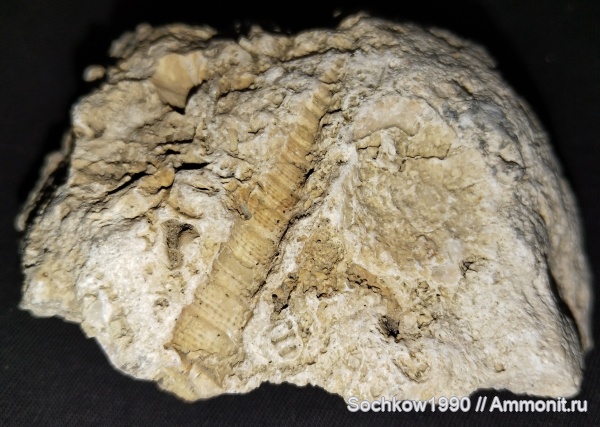 гастроподы, моллюски, палеоген, брюхоногие моллюски, кайнозой, беспозвоночные, р. Губс, Мостовский район