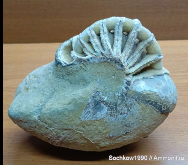 наутилусы, головоногие моллюски, Краснодарский край, Лабинский район