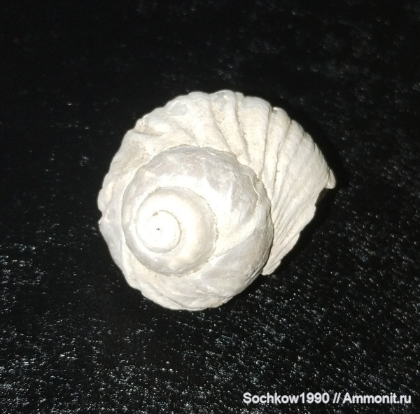 гастроподы, моллюски, неоген, брюхоногие моллюски, Barbotella, Barbotella intermedia, Лабинский район, Сарматский ярус, Засовская