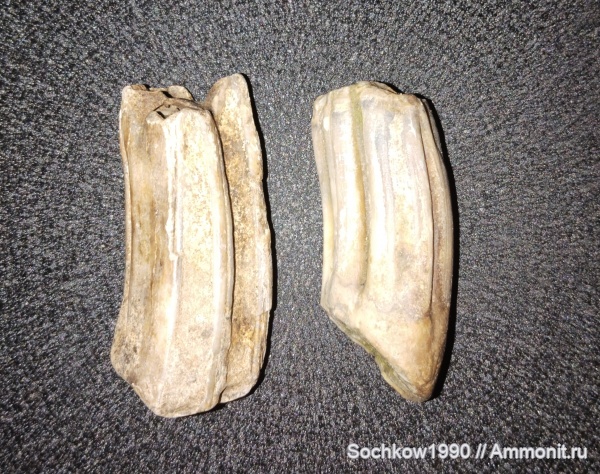 Equus, Лабинский район, Засовская, Equus stenonis, плейстоценовая  лошадь