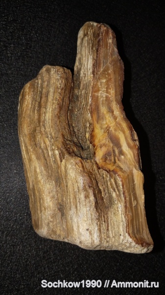 неоген, окаменевшее дерево, Лабинский район, Засовская