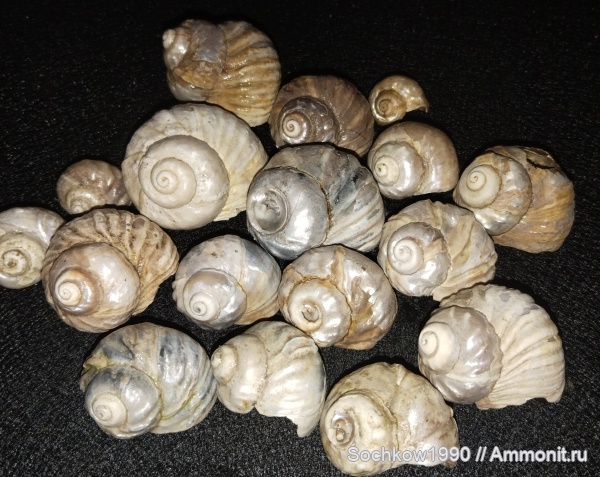 гастроподы, моллюски, неоген, брюхоногие моллюски, Barbotella, Barbotella intermedia, Лабинский район, Засовская, трохиды