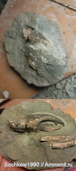 членистоногие, ракообразные, Hoploparia, Лабинский район, омар