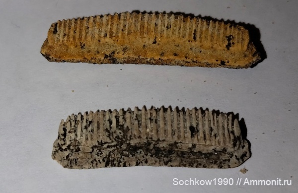 палеоген, зубы, позвоночные, скаты, Myliobatis, хрящевые, ЛНР