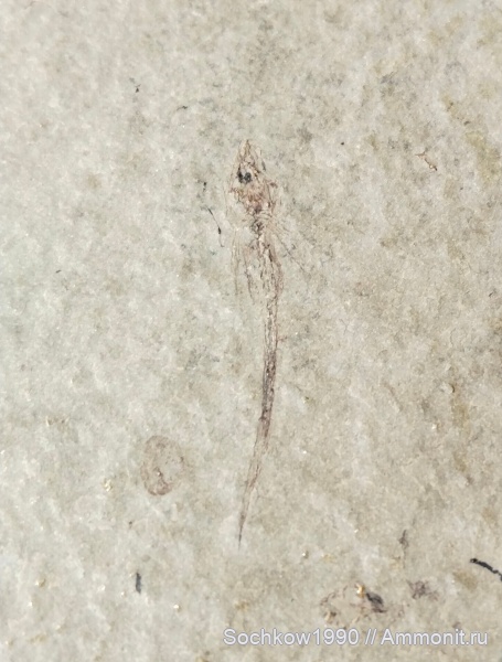 рыбы, позвоночные, Костромская, Псефирь