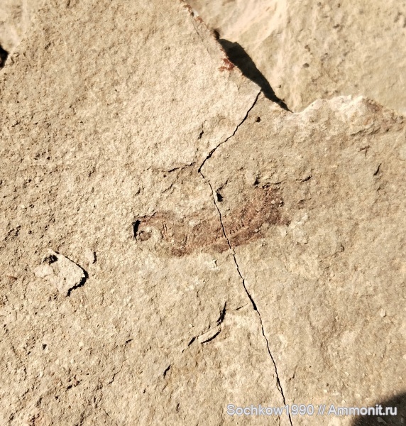 рыбы, позвоночные, Костромская, Псефирь